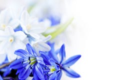bakgrund blommar fjädern royaltyfri foto bakgrund blommar fjädern royaltyfri foto