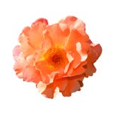 bakgrund isolerad rosewhite Fullständigt öppet försiktigt huvud för rosa färgrosblomma som isoleras på vit bakgrund arkivfoto bakgrund isolerad rosewhite Fullständigt öppet försiktigt huvud för rosa färgrosblomma som isoleras på vit bakgrund arkivfoto