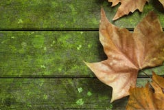 bakgrundsfallleaf bakgrundsfallleaf