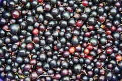 Bakgrundsmat - svart vinbär Royaltyfri Bild Bakgrundsmat - svart vinbär Royaltyfri Bild