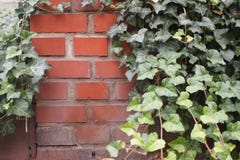 Bakstenen muur met klimop stock foto Bakstenen muur met klimop stock foto