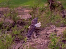 bald eagle flight στοκ εικόνες bald eagle flight στοκ εικόνες