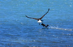 Bald Eagle Flying Away With Big Fish Royalty Free Stock Photos