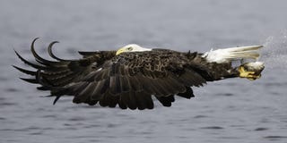 Bald eagle flying with fish.
