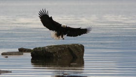 Bald eagle landing Stock Image Bald eagle landing Stock Image