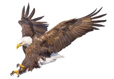 Bald eagle swoop attack hand draw and paint on white background animal wildlife vector.