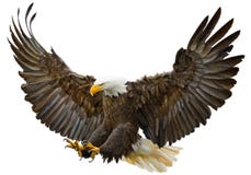 Bald eagle swoop landing vector. stock illustration Bald eagle swoop landing vector. stock illustration