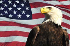 Bald Eagle and USA flag