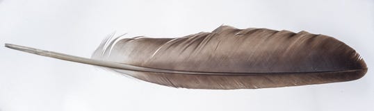 Eagle Wing Feather - Isolated on White