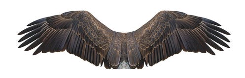 Bald Eagle Wings Isolated On White Stock Photo Bald Eagle Wings Isolated On White Stock Photo