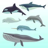 Baleines et dauphins, mammifère sous-marin marin, ensemble plat de vecteur d'animaux d'océan illustration stock Baleines et dauphins, mammifère sous-marin marin, ensemble plat de vecteur d'animaux d'océan illustration stock