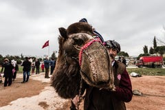 Balikesir Karesi - Turkiet - mars 01, 2015: Kamel i Karesi C Royaltyfria Foton Balikesir Karesi - Turkiet - mars 01, 2015: Kamel i Karesi C Royaltyfria Foton