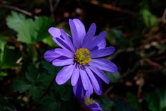A Balkan anemone or winter windflower in sunlight, Anemone bland stock photography A Balkan anemone or winter windflower in sunlight, Anemone bland stock photography