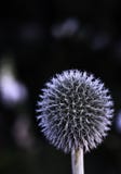 Ball Flower Stock Photos Ball Flower Stock Photos
