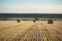 Balla di fieno sul campo con paglia di frumento ed il cielo nella terra dell'azienda agricola alla s fotografia stock Balla di fieno sul campo con paglia di frumento ed il cielo nella terra dell'azienda agricola alla s fotografia stock