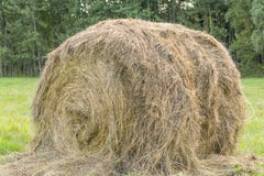 Balle rotonde di fieno sotto il sole caldo sul campo, alimentazione del bestiame, agricoltura, azienda agricola, bello sfondo nat immagine stock libera da diritti Balle rotonde di fieno sotto il sole caldo sul campo, alimentazione del bestiame, agricoltura, azienda agricola, bello sfondo nat immagine stock libera da diritti