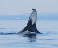 Ballena jorobada que juega en la bahía sept.-Iles fotografía de archivo Ballena jorobada que juega en la bahía sept.-Iles fotografía de archivo