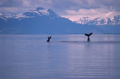 Ballenas Ballenas