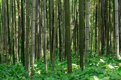 Bamb? pi? forrest Fotografia Stock Bamb? pi? forrest Fotografia Stock