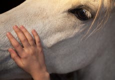 Bambina che picchietta un cavallo bianco delicatamente accarezzando il suo capo con la sua mano della palma fotografia stock Bambina che picchietta un cavallo bianco delicatamente accarezzando il suo capo con la sua mano della palma fotografia stock