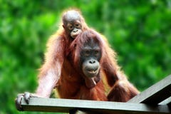Bambino di trasporto di Orang Utan Bambino di trasporto di Orang Utan