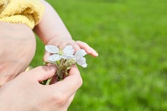 Bambino e mamma La mano femminile tiene un fiore bianco di melo immagine stock Bambino e mamma La mano femminile tiene un fiore bianco di melo immagine stock