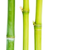 Bamboo Stock Photos Bamboo Stock Photos