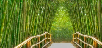 Bamboo Alley stock photo Bamboo Alley stock photo