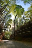 Bamboo groove in Sagano. Arashiyama. Kyoto. Japan
