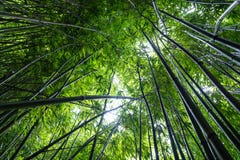 Bamboo Forest on the Pipiwai Trail Haleakala National Park, Maui, Hawaii royalty free stock photo Bamboo Forest on the Pipiwai Trail Haleakala National Park, Maui, Hawaii royalty free stock photo