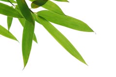 Bamboo leafs