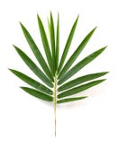 Bamboo Leaves Royalty Free Stock Image