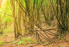 Bamboo tree in the forest. royalty free stock photo Bamboo tree in the forest. royalty free stock photo