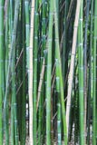 Bamboo Tree Wood Background Royalty Free Stock Photos