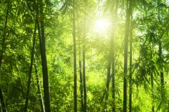Bamboo пуща стоковое изображение Bamboo пуща стоковое изображение