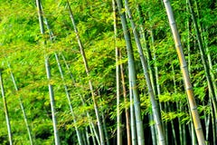 Bamboo пуща стоковые фото Bamboo пуща стоковые фото