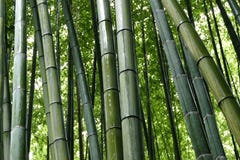 Bambou dans le verger en bambou d'Arashiyama, Kyoto, Japon photographie stock Bambou dans le verger en bambou d'Arashiyama, Kyoto, Japon photographie stock