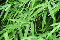 Bambou, feuilles, fond, vert, mur, naturel images libres de droits Bambou, feuilles, fond, vert, mur, naturel images libres de droits