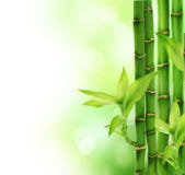 Bambu fotos de stock royalty free
