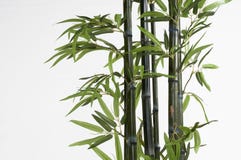 Bambu fotos de stock royalty free