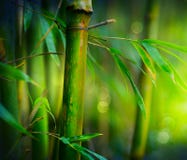 Bambu fotos de stock