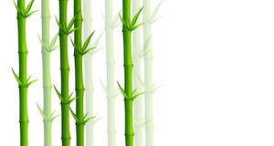 Bambu imagens de stock