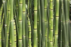  Bambu imagens de stock royalty free