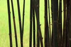 Bambu no fundo claro verde da sombra fotografia de stock Bambu no fundo claro verde da sombra fotografia de stock