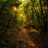 Banan i träna Bergskog royaltyfria bilder Banan i träna Bergskog royaltyfria bilder