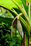 Banana flower royalty free stock photo Banana flower royalty free stock photo