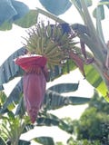 Banana flowers and young bananas. Beautiful on a green plant in the garden with white-gray background.
