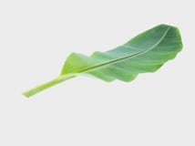 Banana leaf.Isolated on gray background with clipping path. royalty free stock images Banana leaf.Isolated on gray background with clipping path. royalty free stock images