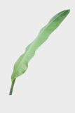 Banana leaf.Isolated on gray background with clipping path. royalty free stock images Banana leaf.Isolated on gray background with clipping path. royalty free stock images