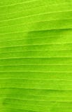 Banana Leaf Texture Royalty Free Stock Photo